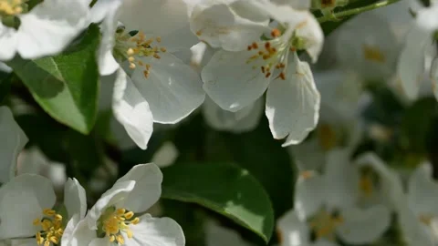 White flowers on an apple tree close-up. Stock Footage 221706031