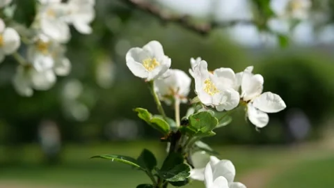 White flowers on an apple tree close-up. Stock Footage 223663639