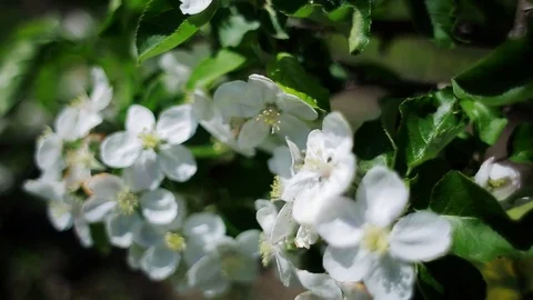 White flowers of apple-tree Video stock 75640619