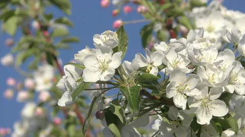 White flowers apple tree Video stock 131037845