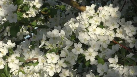 White flowers of apple tree Stock Footage