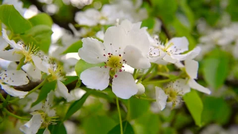 White flowers on an apple tree Stock-Footage 151686438