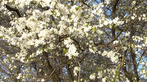 White flowers on the apple tree Stock-Footage 153421290