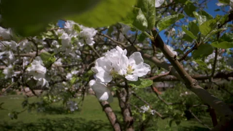 White flowers of the apple tree in the garden Stock Footage 135357890