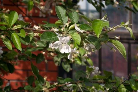 White flowers of an apple tree. Stock Photos
