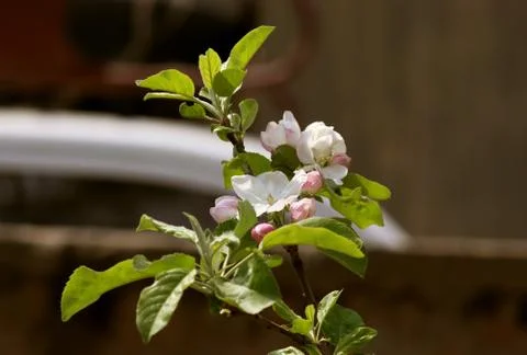 White flowers of apple tree Stock Photos