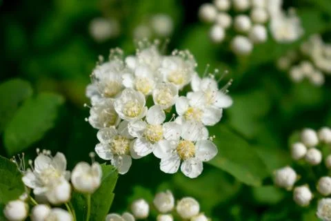 White flowers of apple tree Stock Photos