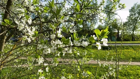 White flowers on an apple tree, road in the background Stock Footage 132950092