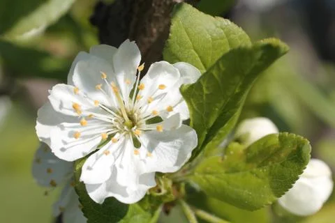 White flowers of apple tree spring Stock-Fotos