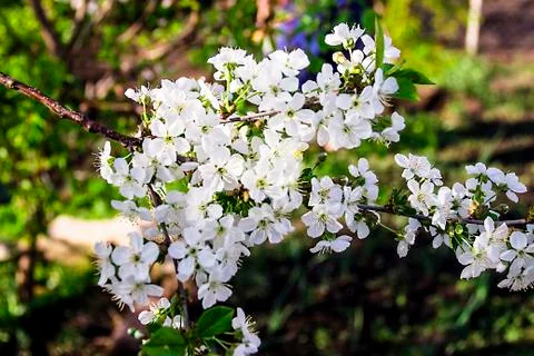 White flowers on an apple tree in the spring Stock Photos