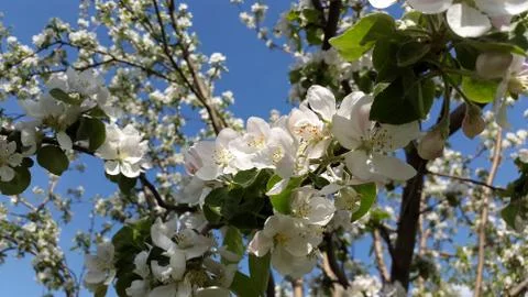 White flowers of apple tree in the spring garden Foto stock