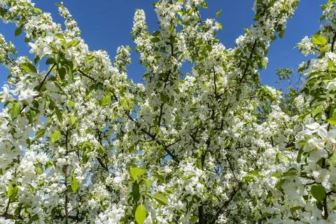 White flowers on an apple tree in spring in the garden Foto stock