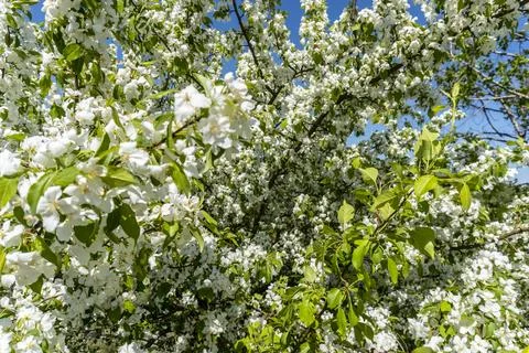 White flowers on an apple tree in spring in the garden Stock Photos