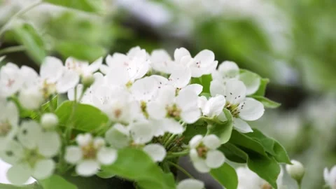 White flowers of an apple tree surrounded by green foliage Video stock 308357955