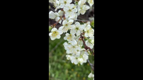 White flowers of an apple tree on a tree Vídeos de archivo 334879964