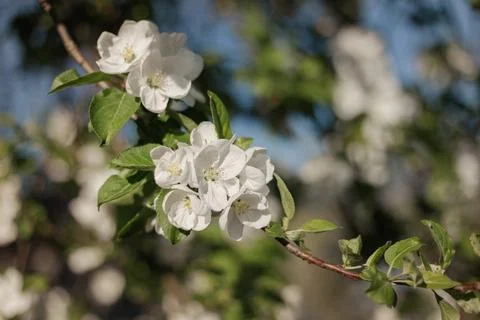 White flowers of apple trees bloom on a branch. Stock Photos