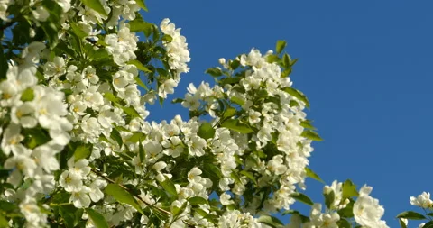 White flowers apple trees Stock Footage 115180601