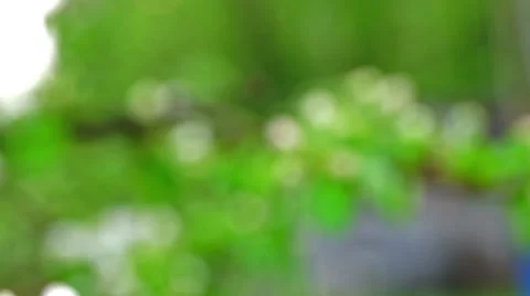 White flowers of apple trees in spring Stock Footage 42473367