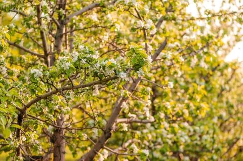 White flowers of apple trees in spring Stock-Fotos