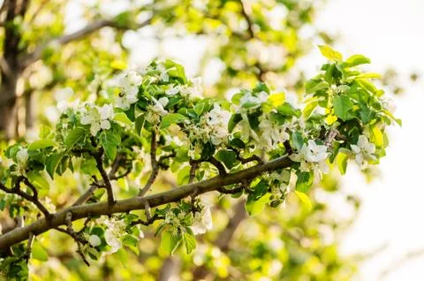 White flowers of apple trees in spring Stock-Fotos