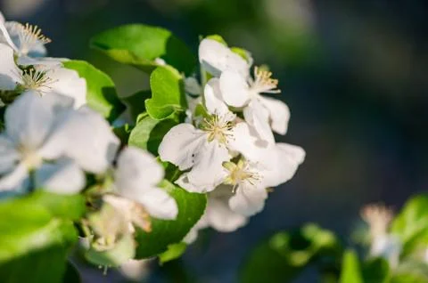 White flowers of apple trees in spring Stock-Fotos