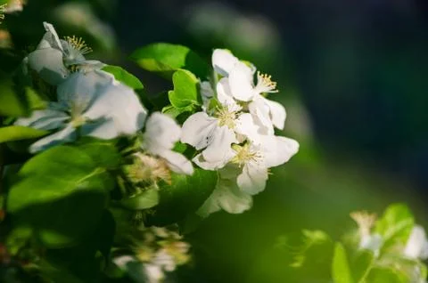 White flowers of apple trees in spring Stock Photos