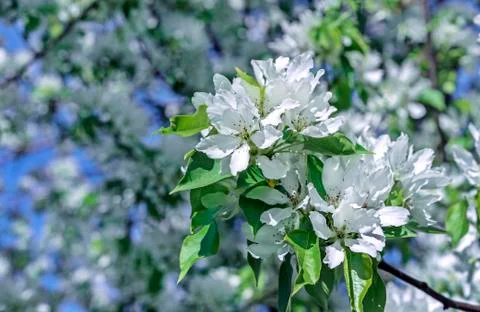 White flowers of apple trees in spring time. Apple blossom in spring. Stock Photos