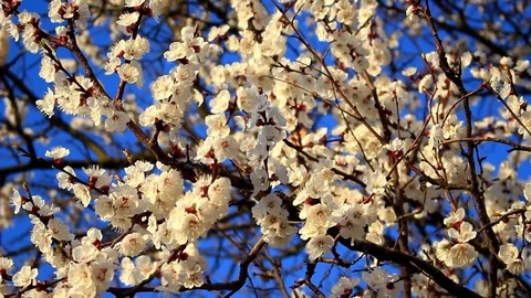 White flowers of Apricot Video stock 74146248