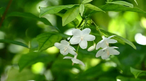 White flowers are fragrant (Wrightia religiosa Benth.) in slow motion Video stock 65441944