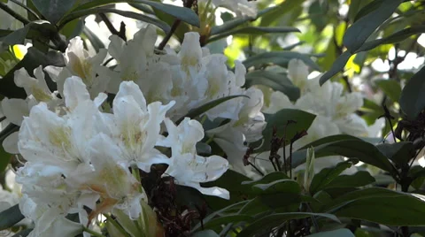 White Flowers - Azalea - Rhododendron - 02 Stock Footage