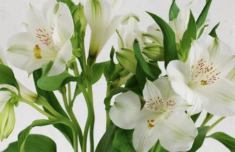 White Flowers background close up Stock Photos