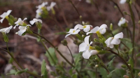 White flowers background Stock Footage 36500427