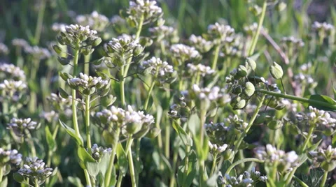 White flowers background Stock Footage 36502266
