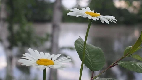 White flowers on background Stock Footage 91849034
