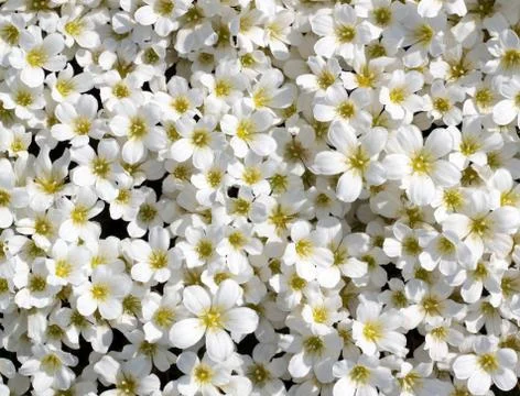 White flowers background Stock Photos