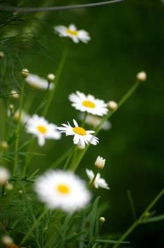 White flowers background Stock Photos