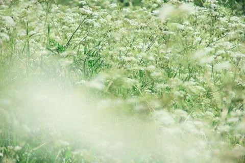White flowers background 库存照片