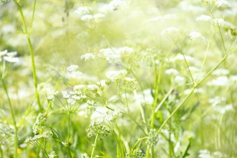 White flowers background Stock-Fotos
