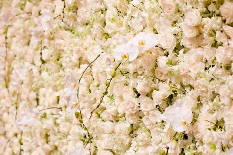 White flowers background. Stock Photos