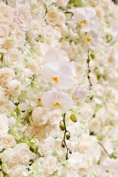 White flowers background. Stock Photos