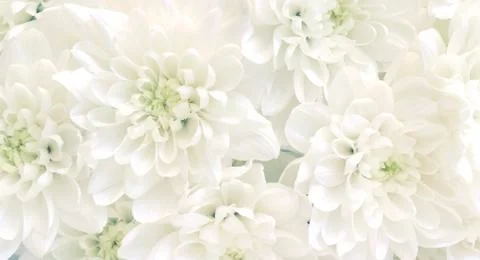 White flowers background Stock Photos