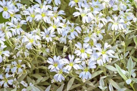 White flowers background Stock Photos
