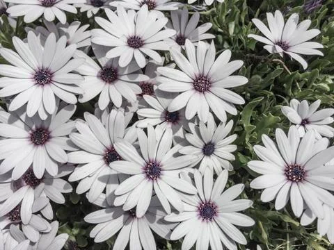 White flowers as a background Stock Photos