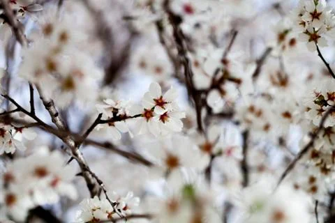 White flowers background. Stock Photos