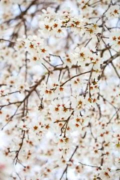 White flowers background. Stock Photos