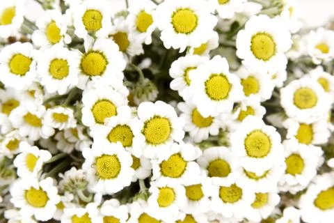 White flowers background Stock Photos