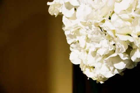 White flowers background with space for text Stock Photos