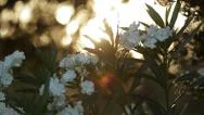 White Flowers On A Background Of A Sunset In The Forest Stock Footage