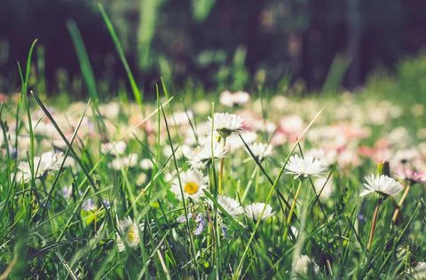 White flowers background. Texture grass. Pattern texture of leaves. Plants te Stock Photos