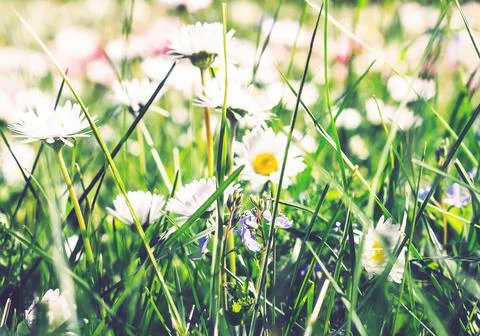 White flowers background. Texture grass. Pattern texture of leaves. Plants te Stock Photos